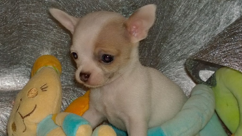Djani' Fik Louseylia - Chihuahua - Portée née le 26/10/2014