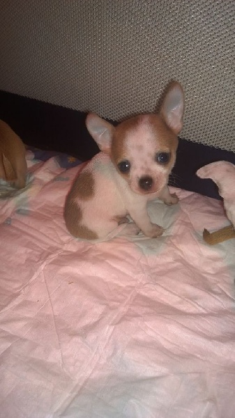 Djani' Fik Louseylia - Chiots disponibles - Chihuahua