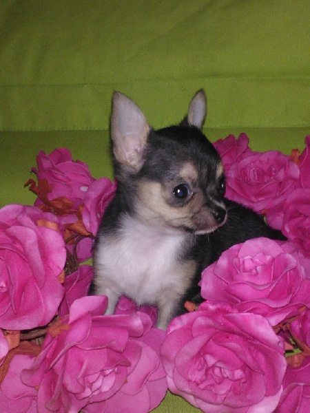 Djani' Fik Louseylia - Chiots disponibles - Chihuahua